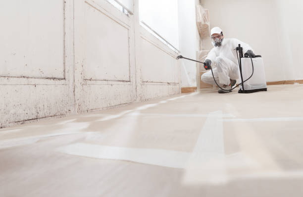 24/7 Emergency Black Mold Remediation experts in Wenonah, NJ