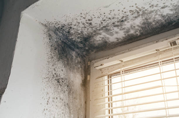 Affordable Black Mold Remediation solutions in Wenonah, NJ
