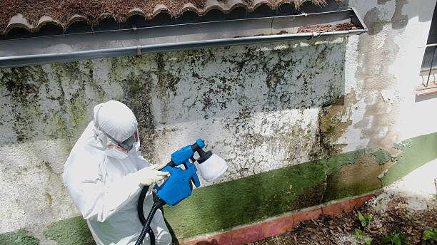Top rated local Black Mold Remediation specialists in Wenonah, NJ